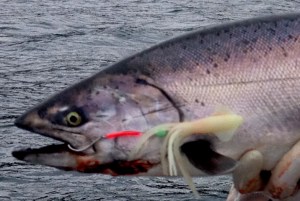 Blackmouth fishing Protection Island