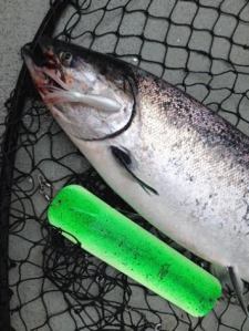 Flashers and squid work great for winter blackmouth