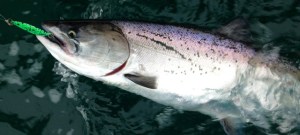 Fishing for Puget Sound Salmon With Spoons