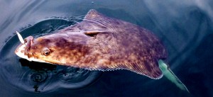 This 40-pound halibut grabbed my Kingfisher spoon.