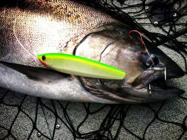 King salmon, coho salmon, chum salmon and pink salmon love King Kandy lures.