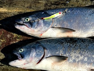 eZ Spoon Two Fish Limit